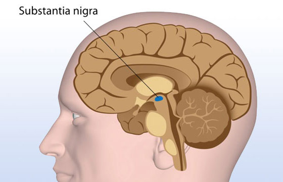 substantia-nigra