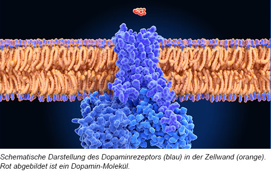 Dopaminrezeptor